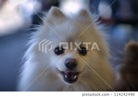 Cute dog, Pomeranian 114242490