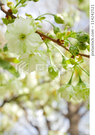 Green cherry blossoms blooming in the blue sky, Goi Kizakura ~3:2 version 114242521