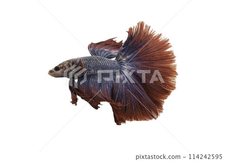 Detail of Red betta fish or Siamese fighting fish isolated on white background with clipping path. Detail of Red betta fish or Siamese fighting fish isolated on white background with clipping path. 114242595