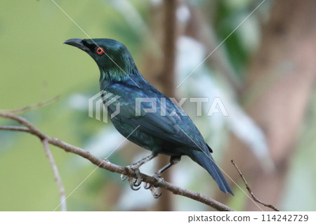 Malaienstar Asian glossy starling (Aplonis panayensis) Malaienstar Asian glossy starling (Aplonis panayensis) 114242729