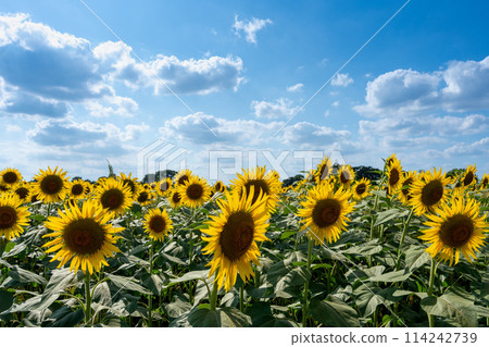 向日葵領域和藍天 114242739