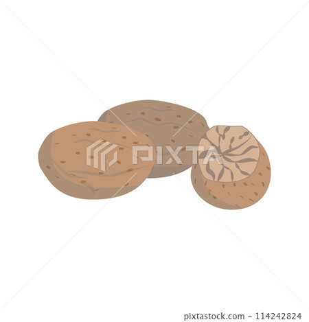 Vector nutmeg illustration isolated in cartoon style. Herbs and Species Series 114242824