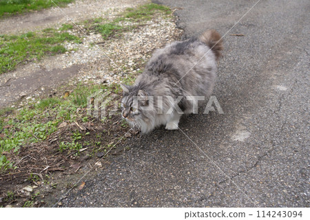 A cute, fluffy cat 114243094