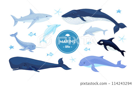 Blue whales. Dolphin, shark and narwhal underwater fish, Nordic marine or ocean water hunting in wildlife. Childish nursery decor collection. Different mammals. Vector cartoon illustration 114243294