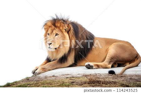 Male Lion Isolated On White Background 114243525