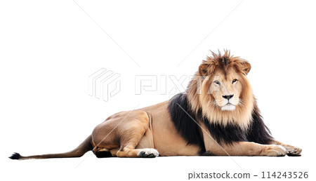 Male Lion Isolated On White Background 114243526