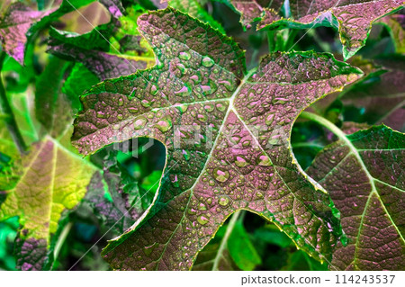 leaves with dew drops closeup. Abstract background for design. leaves with dew drops closeup. Abstract background for design. 114243537