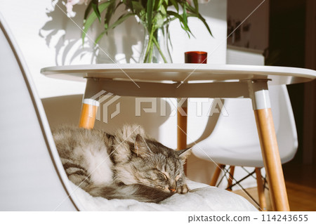 portrait sleeping domestic cat in living room in rays of light portrait sleeping domestic cat in living room in rays of light 114243655