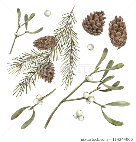 Fir branches, pine cones and mistletoe, Christmas set of watercolor botanical illustrations on isolated background. Drawing for Christmas and New Year holidays 2025, invitations, cards, wrapping paper 114244000