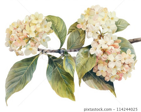 Viburnum colorful flower watercolor isolated on white background 114244025