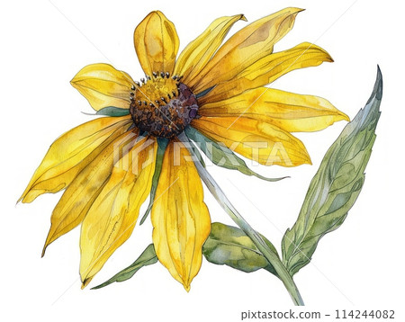 Blackeyed Susan colorful flower watercolor isolated on white background 114244082