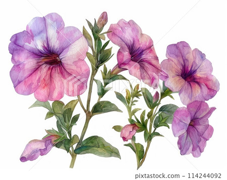 Calibrachoa colorful flower watercolor isolated on white background Calibrachoa colorful flower watercolor isolated on white background 114244092