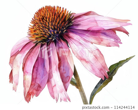 Coneflower colorful flower watercolor isolated on white background 114244114