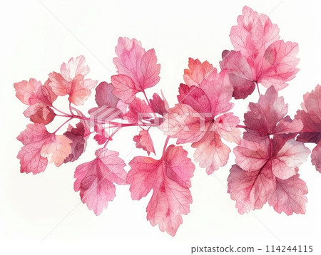Coral Bells colorful flower watercolor isolated on white background Coral Bells colorful flower watercolor isolated on white background 114244115