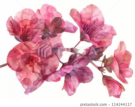 Coral Bells colorful flower watercolor isolated on white background 114244117