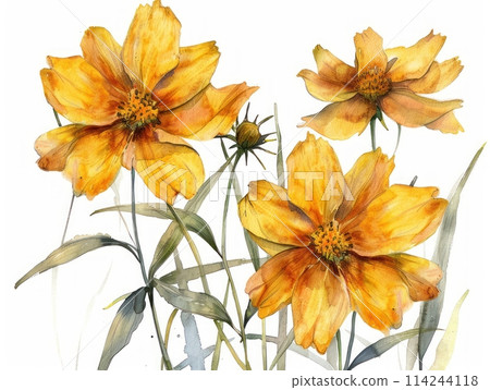 Coreopsis colorful flower watercolor isolated on white background Coreopsis colorful flower watercolor isolated on white background 114244118