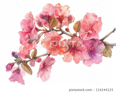 Crepe Myrtle colorful flower watercolor isolated on white background 114244125