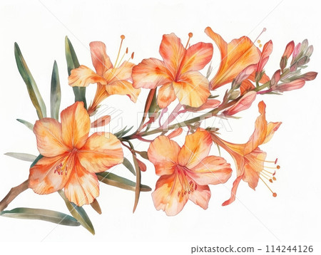 Crocosmia colorful flower watercolor isolated on white background 114244126