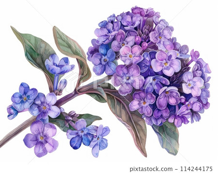 Heliotrope colorful flower watercolor isolated on white background 114244175