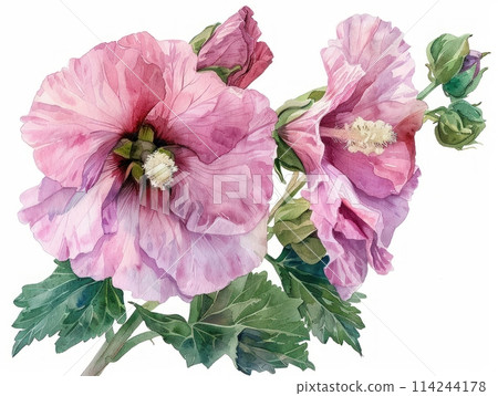Hollyhock colorful flower watercolor isolated on white background 114244178