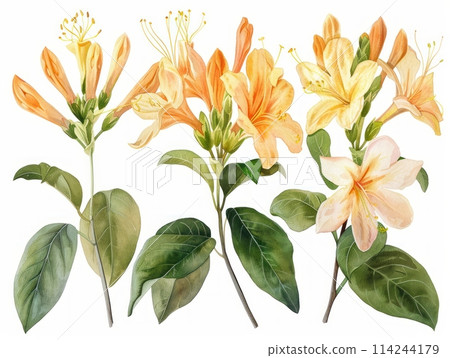 Honeysuckle colorful flower watercolor isolated on white background 114244179