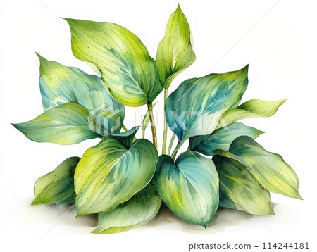Hosta colorful flower watercolor isolated on white background 114244181