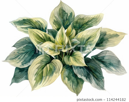 Hosta colorful flower watercolor isolated on white background 114244182