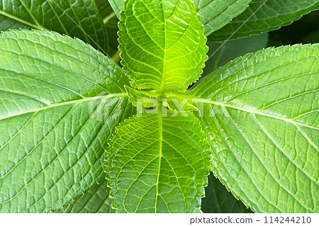 Colorful leaves texture, unusual green floral background 114244210