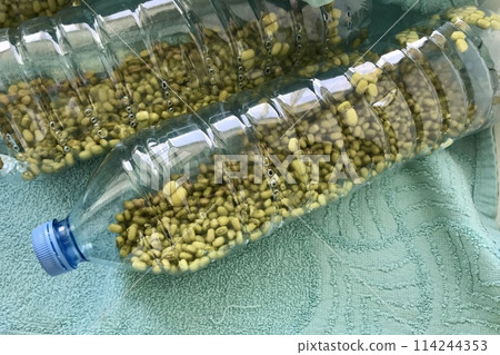 Mound of sprouted mung beans with small roots for eating in water in germinator in the form transparent plastic bottles on the table. Close-up Mound of sprouted mung beans with small roots for eating in water in germinator in the form transparent plastic bottles on the table. Close-up 114244353