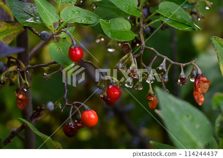 Red berries in raindrops on a branch with green leaves 114244437