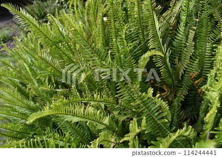 Green fern leaves background, fresh colorful floral texture 114244441