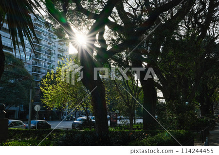 Crispy beautiful sunrise behind the trees in the morning of the city park Crispy beautiful sunrise behind the trees in the morning of the city park 114244455