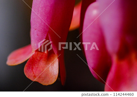 Purple macro close up flowers with a blurry background Purple macro close up flowers with a blurry background 114244460