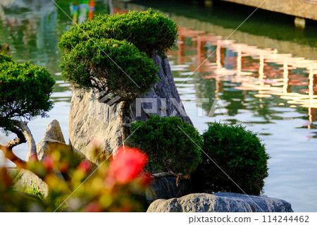 Japanese garden public park with a lake, greenery and red roses, bridge Japanese garden public park with a lake, greenery and red roses, bridge 114244462