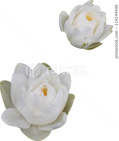 White blooming water lilies isolated refers to the beautiful aquatic plants with pristine white blossoms that grow in solitude, creating a serene and tranquil natural scene White blooming water lilies isolated refers to the beautiful aquatic plants with pristine white blossoms that grow in solitude, creating a serene and tranquil natural scene 114244498