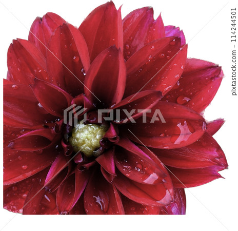 Pink flowers isolated on white 114244501