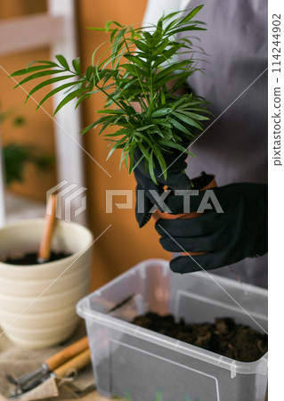 Close up female african american gardener transplanting green plants in ceramic pots on the floor. Concept of home garden and potted plants Close up female african american gardener transplanting green plants in ceramic pots on the floor. Concept of home garden and potted plants 114244902