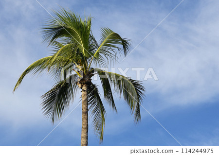 Palm tree leaves against the sky, colorful juicy tropical background Palm tree leaves against the sky, colorful juicy tropical background 114244975