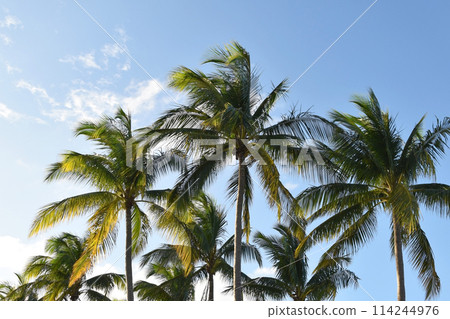 Palm tree leaves against the sky, colorful juicy tropical background Palm tree leaves against the sky, colorful juicy tropical background 114244976