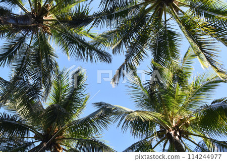 Palm tree leaves against the sky, colorful juicy tropical background 114244977