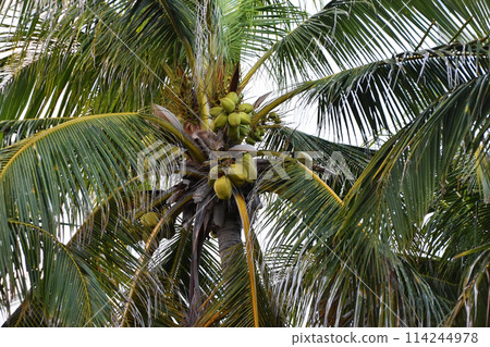 Palm tree leaves against the sky, colorful juicy tropical background 114244978