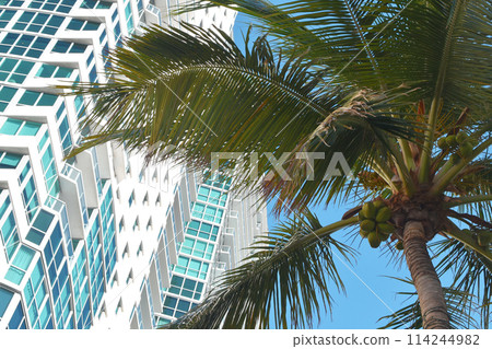 Palm tree leaves against the sky, colorful juicy tropical background Palm tree leaves against the sky, colorful juicy tropical background 114244982