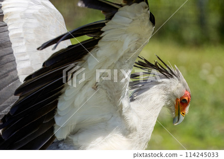 Portrait image of Secretarybird 114245033