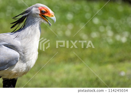 Portrait image of Secretarybird 114245034