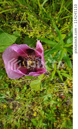 Thistle 114245110