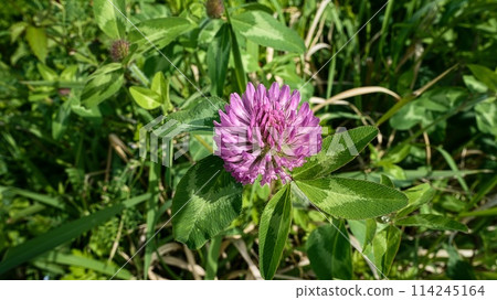 Murasakiyukusa Murasakiyukusa 114245164