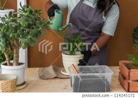 Spring hobby diversity african american woman watering plant flower pot houseplant with dirt or soil at home. Gardening plant and green tropical concept Spring hobby diversity african american woman watering plant flower pot houseplant with dirt or soil at home. Gardening plant and green tropical concept 114245172