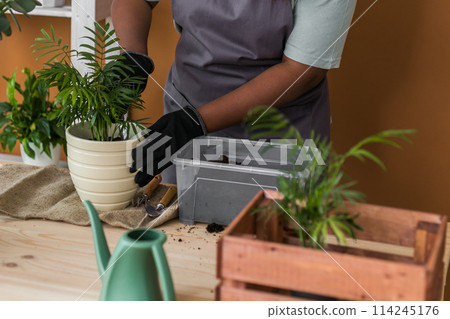 Spring hobby happy african american woman transplanting in flower pot houseplant with dirt or soil at home. Gardening plant and green tropical concept Spring hobby happy african american woman transplanting in flower pot houseplant with dirt or soil at home. Gardening plant and green tropical concept 114245176
