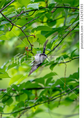 Flapping Enaga Flapping Enaga 114245393