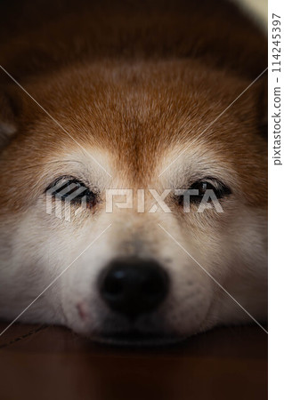 Shiba Inu 114245397